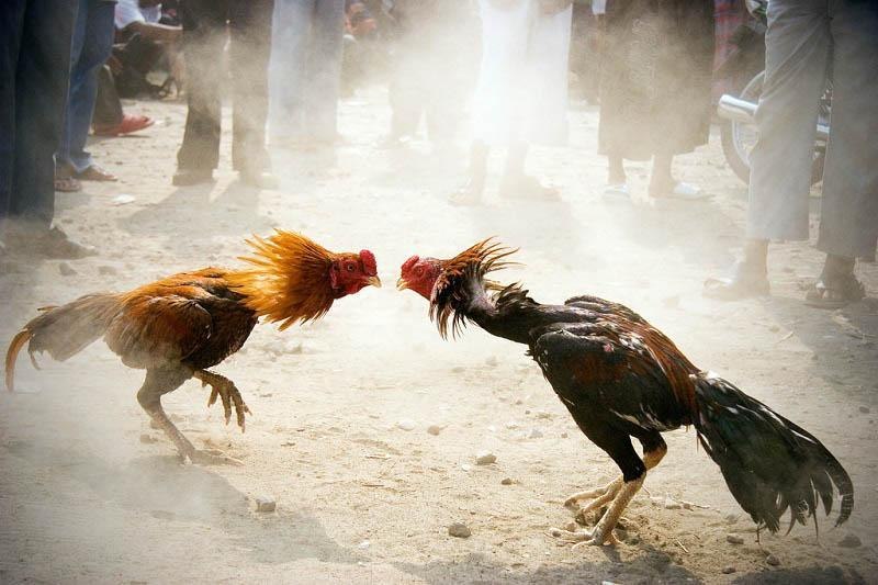 Đá Gà Cựa Dao - Loại Hình Cá Cược Hấp Dẫn Vạn Người Mê Cách chọn chiến kê cho đá gà cựa dao và cựa sắt